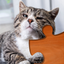 Cat Puzzles icon