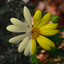 Vivid_Me icon