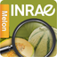 Di@gnoPlant Melon icon