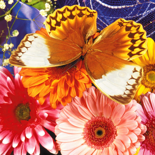 Butterfly Jigsaw app icon
