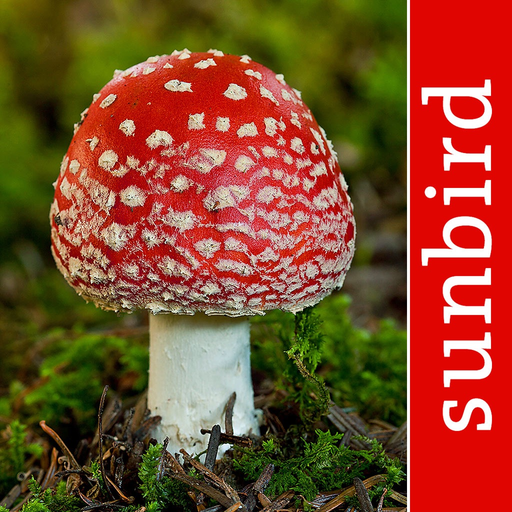 Pilze Sammeln + Bestimmen app icon