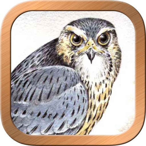 Druid Oracle Cards app icon