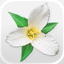Washington Wildflowers icon