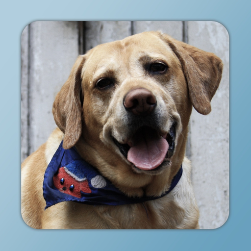 Toddler Animal Sounds and Pictures app icon