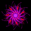 Springle icon