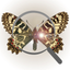 Butterflynder icon