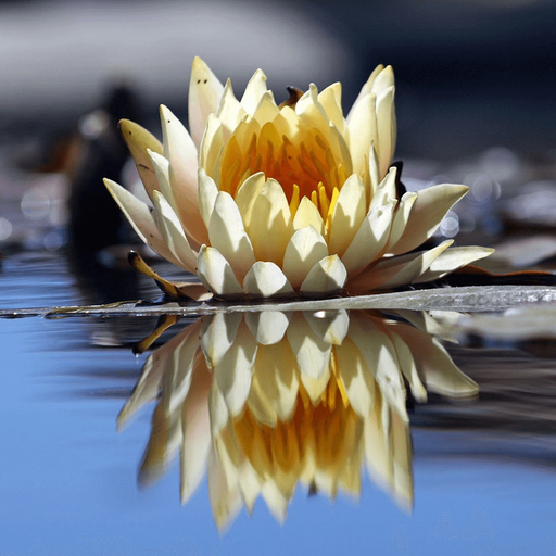 Photo Reflection -Water Effect app icon