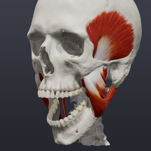 Skull, Teeth & TMJ app icon