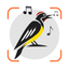 Bird Sounds Identifier Call ID icon
