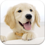 Dog Pairs icon