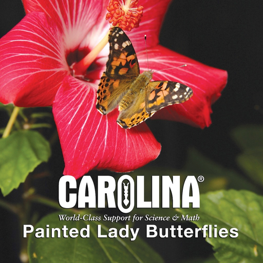 Painted Lady Butterflies Lite app icon