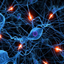 Human Nervous System Trivia icon