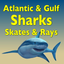 Sharks and Rays icon