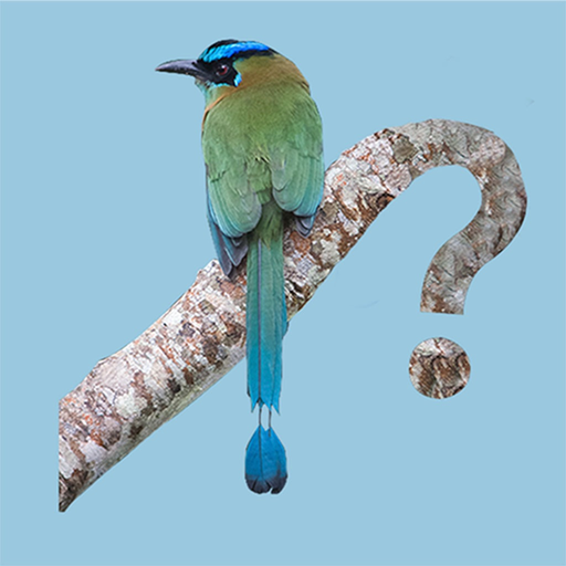 Panama Birds Field Guide app icon