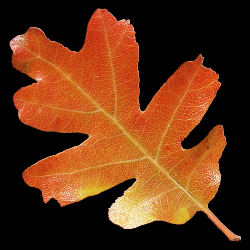 Tree Browser app icon