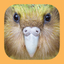 Birds of New Zealand icon