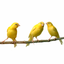 Live Bird Watching icon