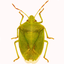GA Cotton Insect Advisor icon
