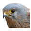 Easy Explore icon