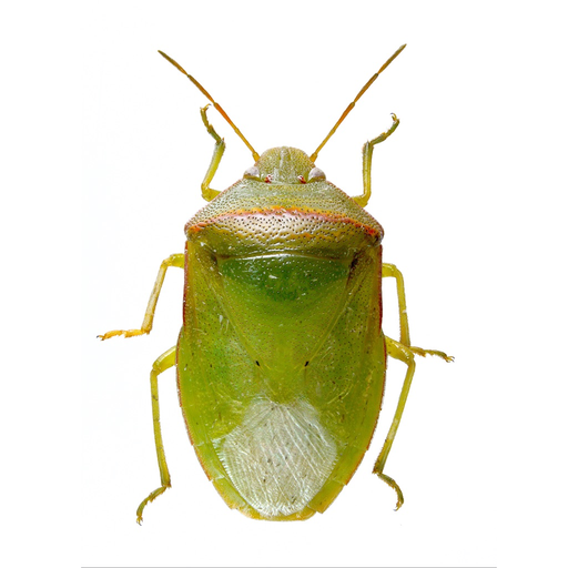 SE Agricultural Stink Bug ID app icon