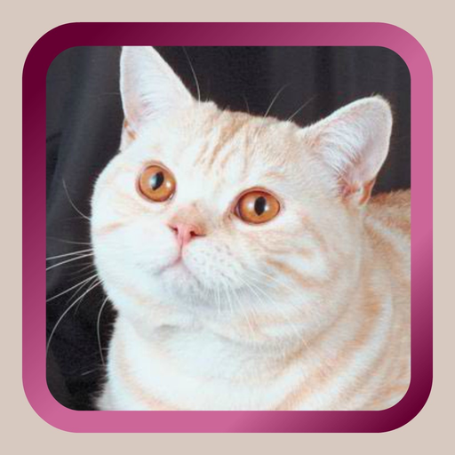 Kitty Cat Mah Jongg Solitaire app icon