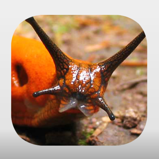 Terrestrial Mollusc Key app icon
