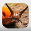 Terrestrial Mollusc Key icon