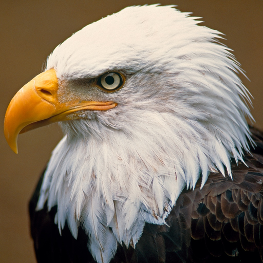 Bald Eagle Cams app icon
