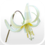 Oregon Wildflowers icon