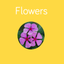 Flowers Flashcard for babies and preschool icon