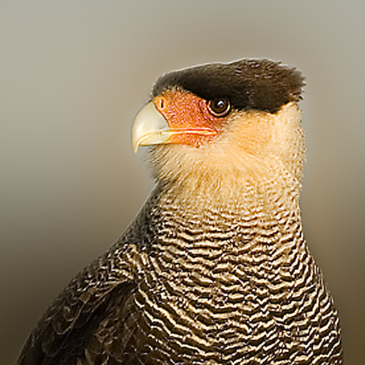 Birds of Patagonia app icon