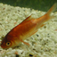 Fish Doctor icon