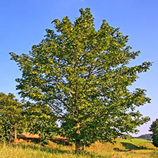 Tree identification app icon
