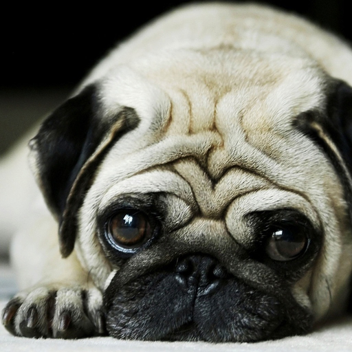 Dog Wallpaper & Background Top HD Cool 10000+ app icon