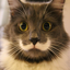 Cat Wallpaper Top HD icon