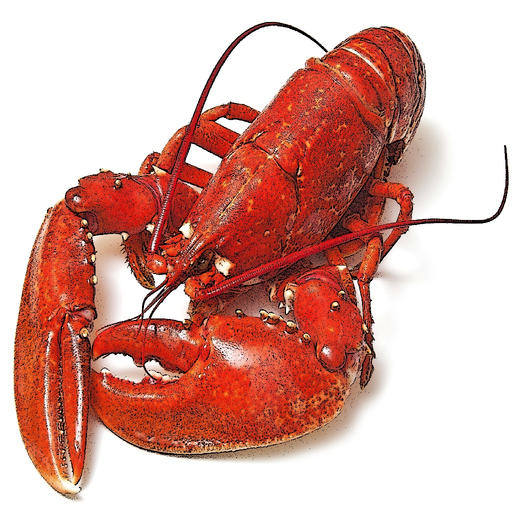 Maine Lobster Shacks app icon