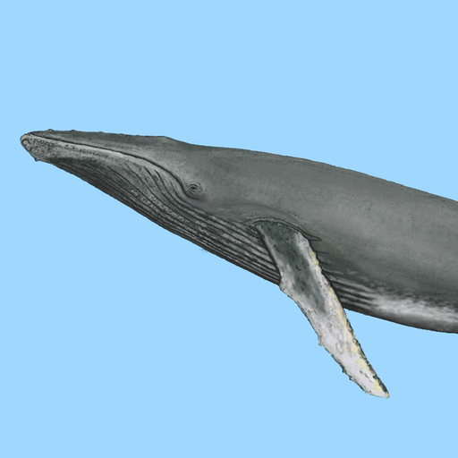 Dolphins and Whales app icon