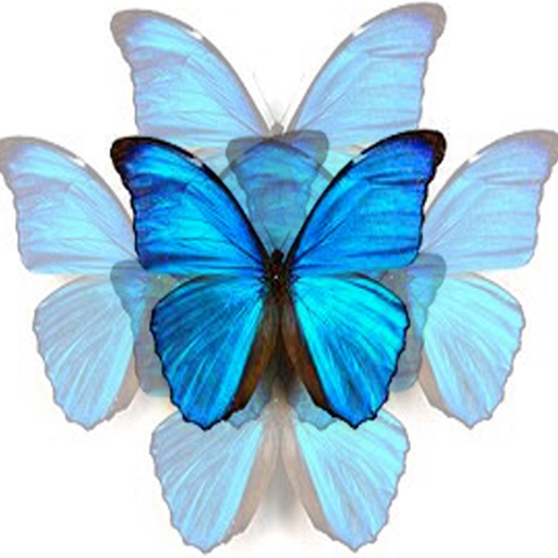 N'Back Butterfly app icon