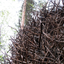 BirdsNest icon