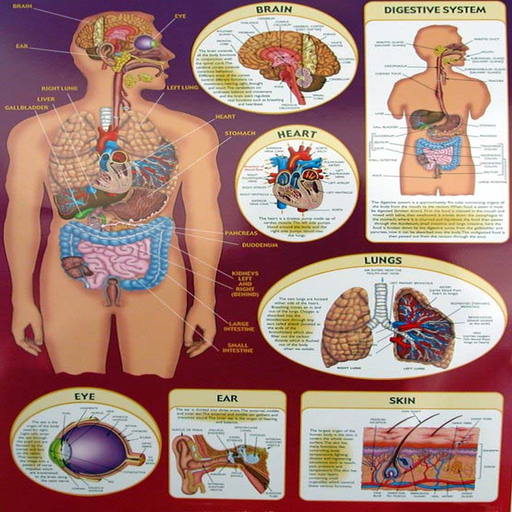 Human Biology Quiz app icon