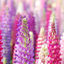 Wallpaper Collection Nature Edition icon
