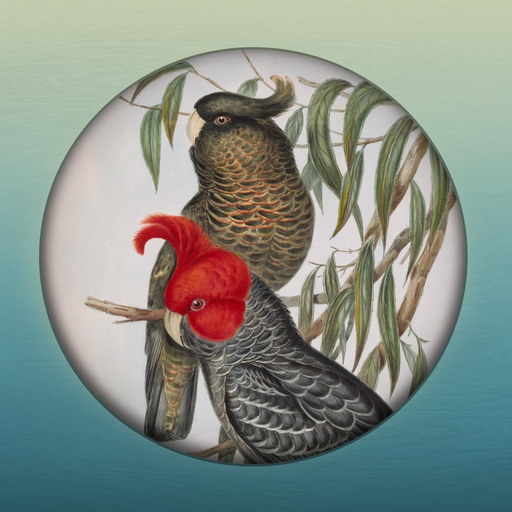 Field Guide to Australian Capital Territory Fauna app icon