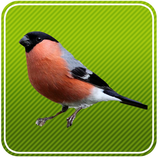 Vogelgesang im Oberbayer. Wald app icon
