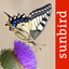 Butterfly Id - UK Field Guide icon