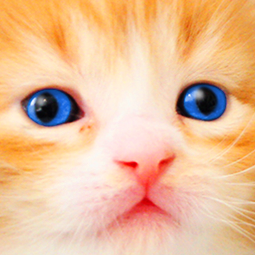 Cat Kitten Jigsaw Puzzle Games app icon