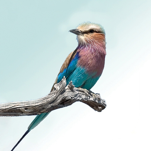 Sasol eBirds Kruger Park app icon