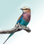 Sasol eBirds Kruger Park icon
