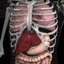 Anatomy 3D Organs icon