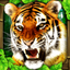 Tiger Simulator icon