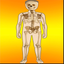 Body Parts Skeletal & Internal icon